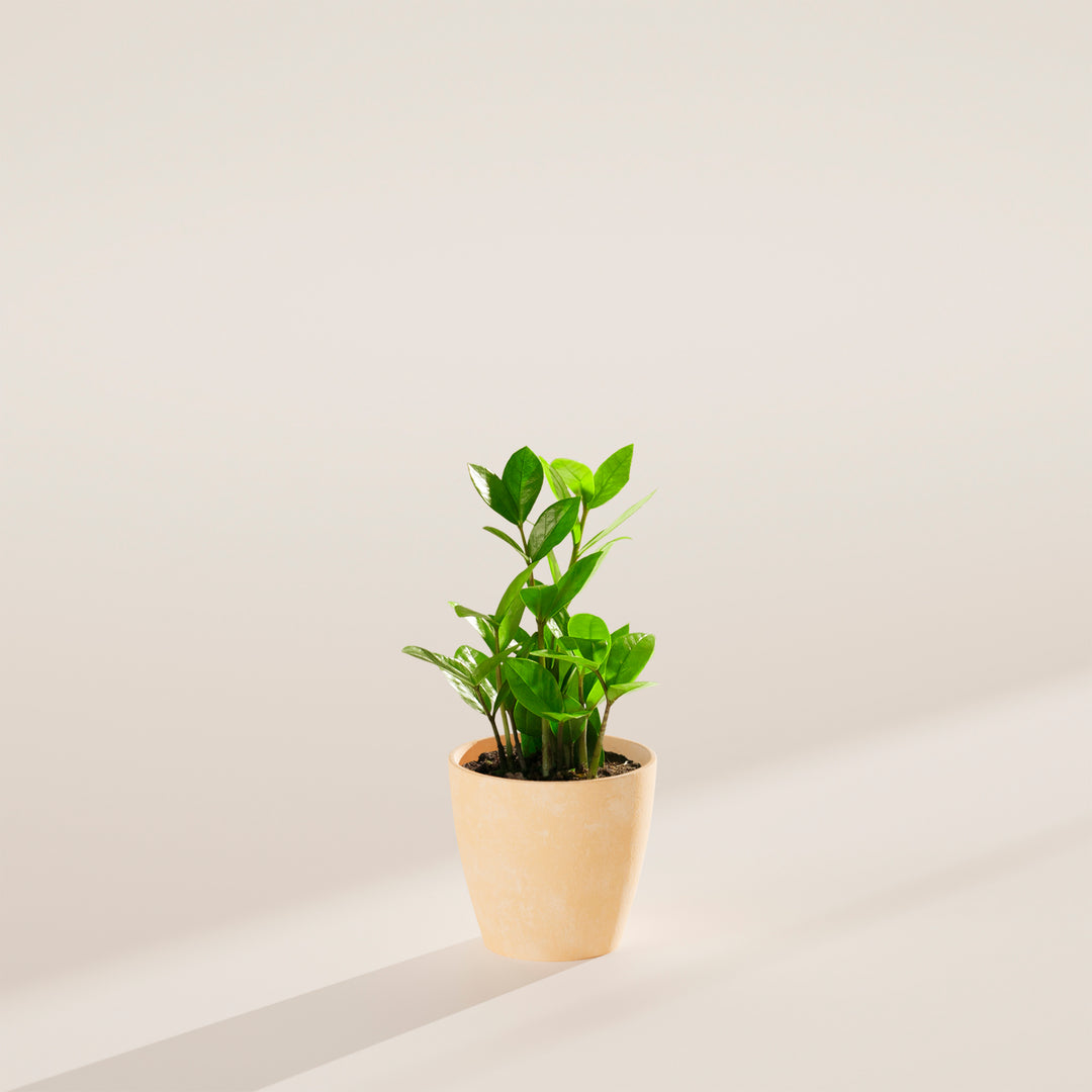 Small ZZ plant in a beige marbled ceramic pot on a neutral surface with soft directional lighting.