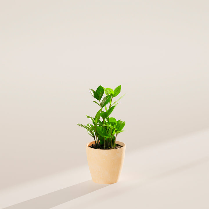 Small ZZ plant in a beige marbled ceramic pot on a neutral surface with soft directional lighting.