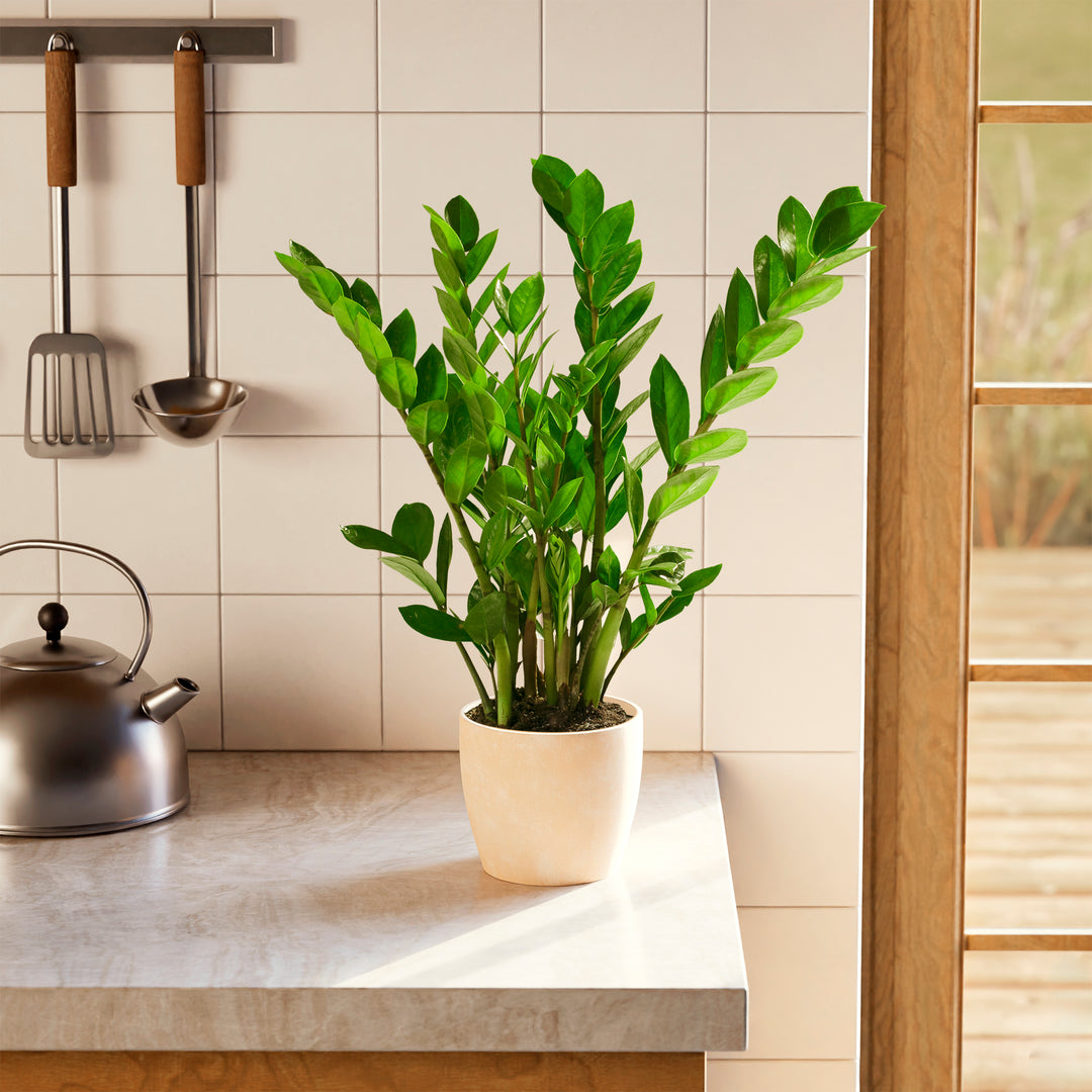 Lush green ZZ plant in a tan eco-friendly planter on a marble kitchen countertop.