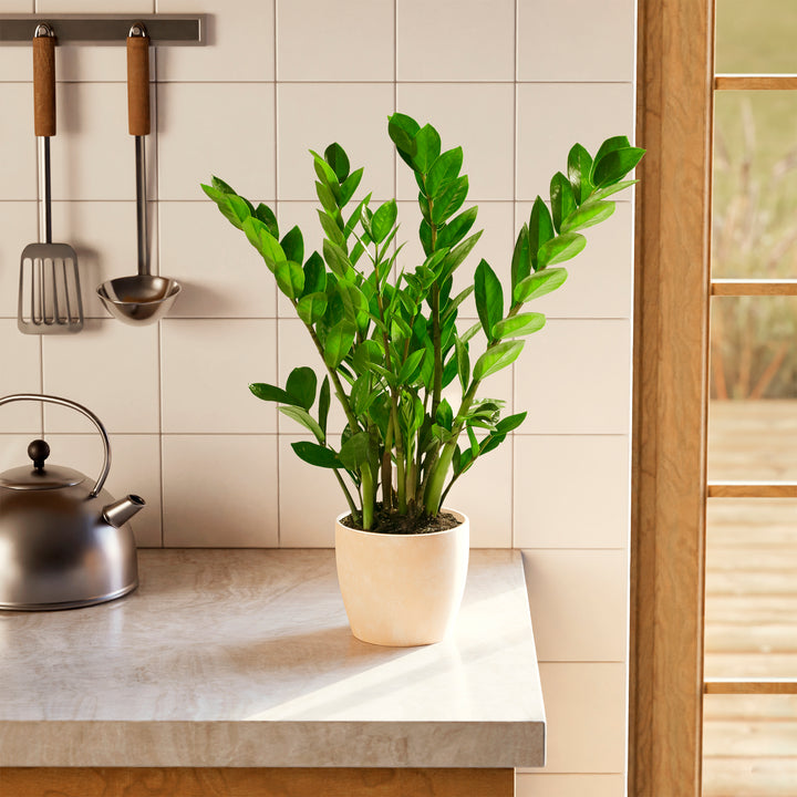 Lush green ZZ plant in a tan eco-friendly planter on a marble kitchen countertop.