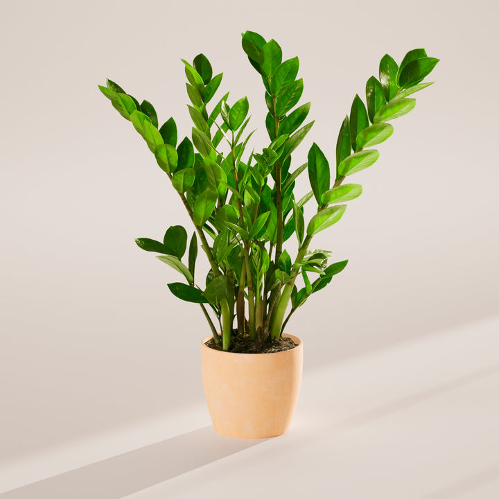 Lush green ZZ plant in a tan eco-friendly planter against a neutral studio background.