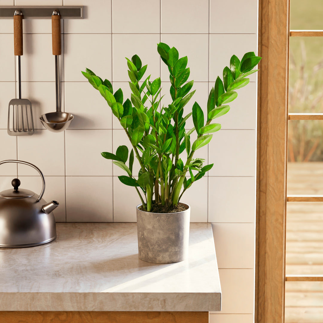 Lush green ZZ plant in a grey self-watering planter on a marble kitchen countertop.