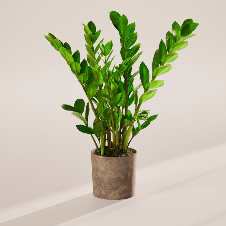 Lush green ZZ plant in a grey self-watering planter against a neutral studio background.