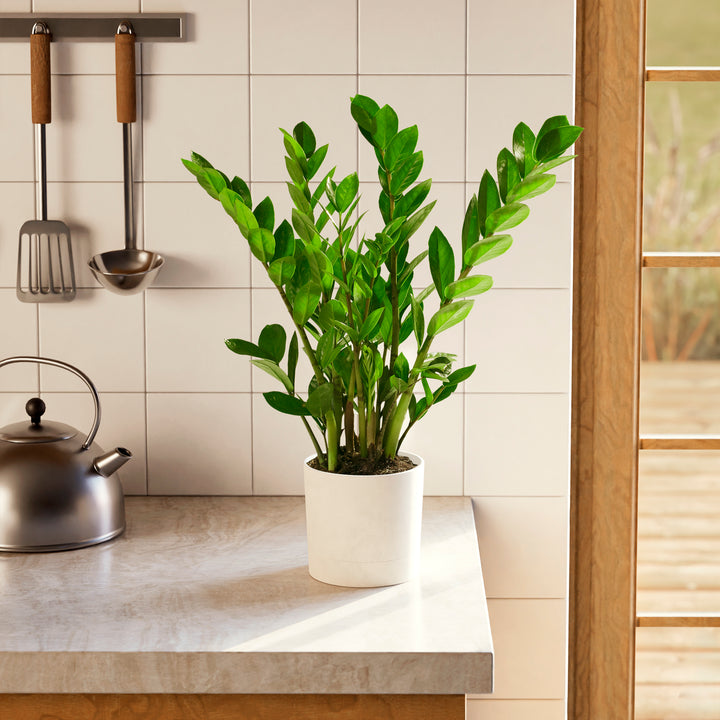 Potted ZZ plant in a white self-watering planter on a kitchen counter next to a tea kettle.