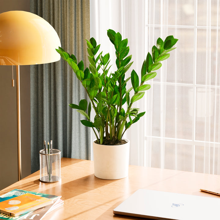 Lush green ZZ plant in a white self-watering planter on a wooden desk next to a laptop and desk lamp.