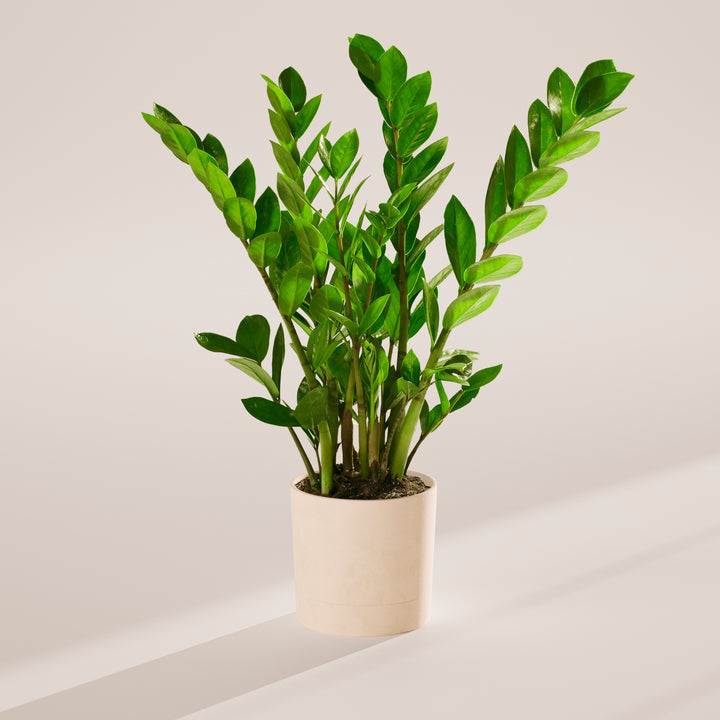 Lush green ZZ plant in a white self-watering planter against a neutral studio background.