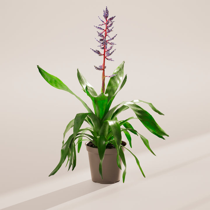Aechmea 'Del Mar'