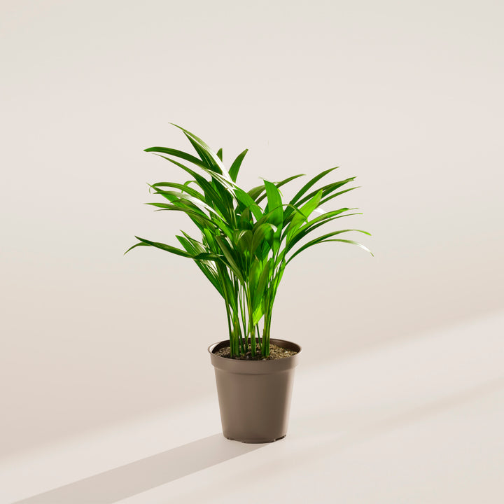 Areca Palm Indoor Tree