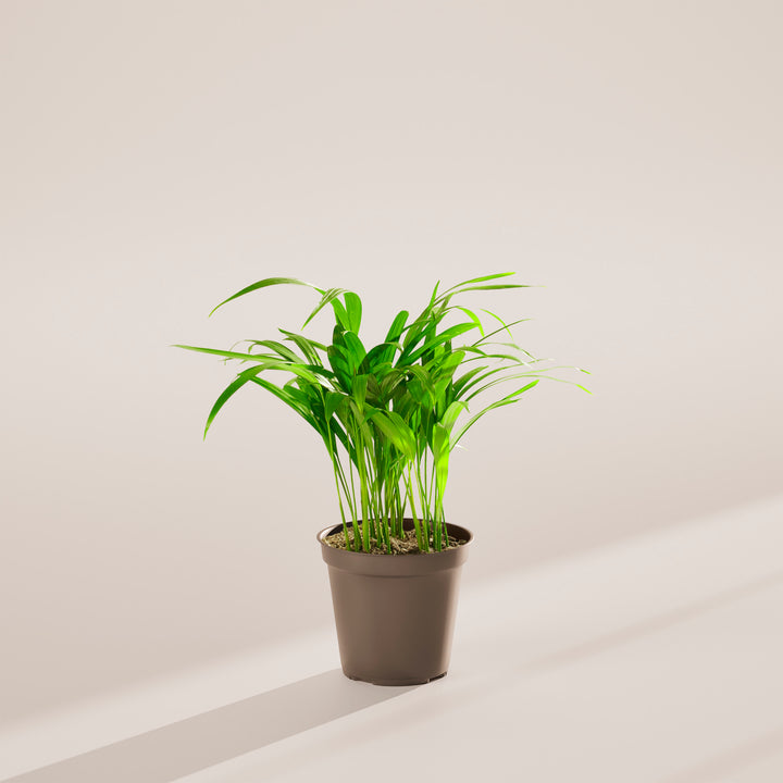 Areca Palm Indoor Tree