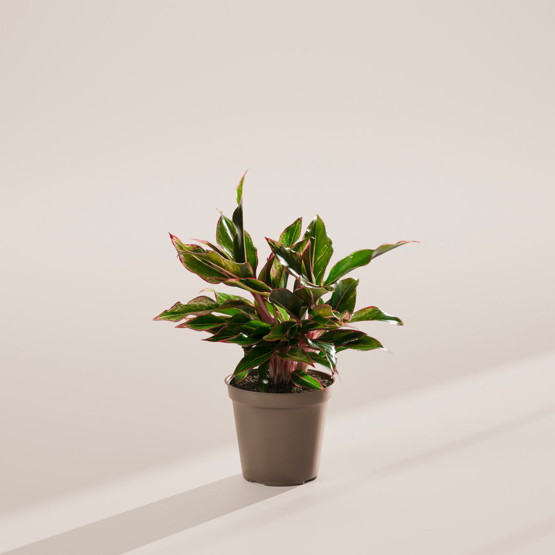 Aglaonema Red Siam