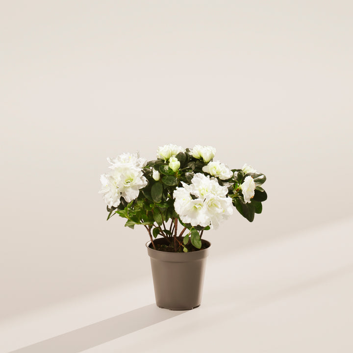 White Blooming Azalea