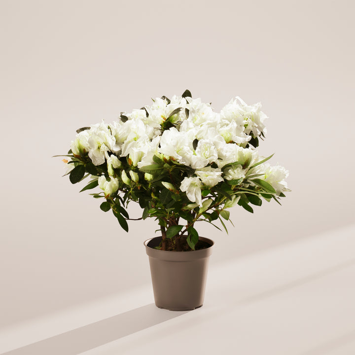 White Blooming Azalea