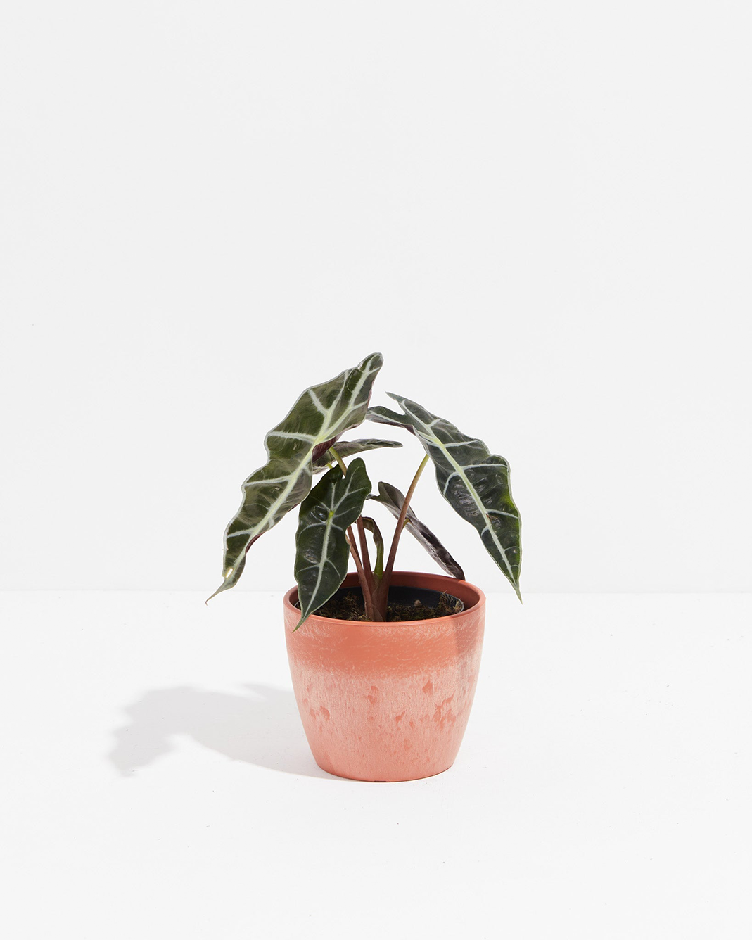 Trendy Alocasia Polly in 4-inch coral ceramic pot with striking white-veined leaves and deep wine-colored petioles, perfect for mid-century modern interiors.