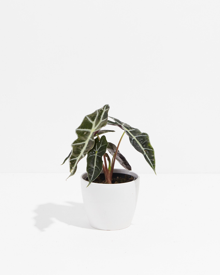 Alocasia Polly houseplant in 4-inch minimalist white ceramic pot displaying distinctive white leaf veining against dark green, arrow-shaped foliage.