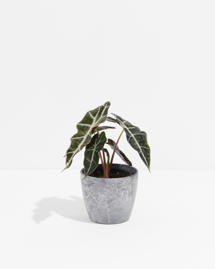 Petite Alocasia Polly in 4-inch gray speckled ceramic pot with silvery-veined dark green leaves and decorative burgundy-toned stems.
