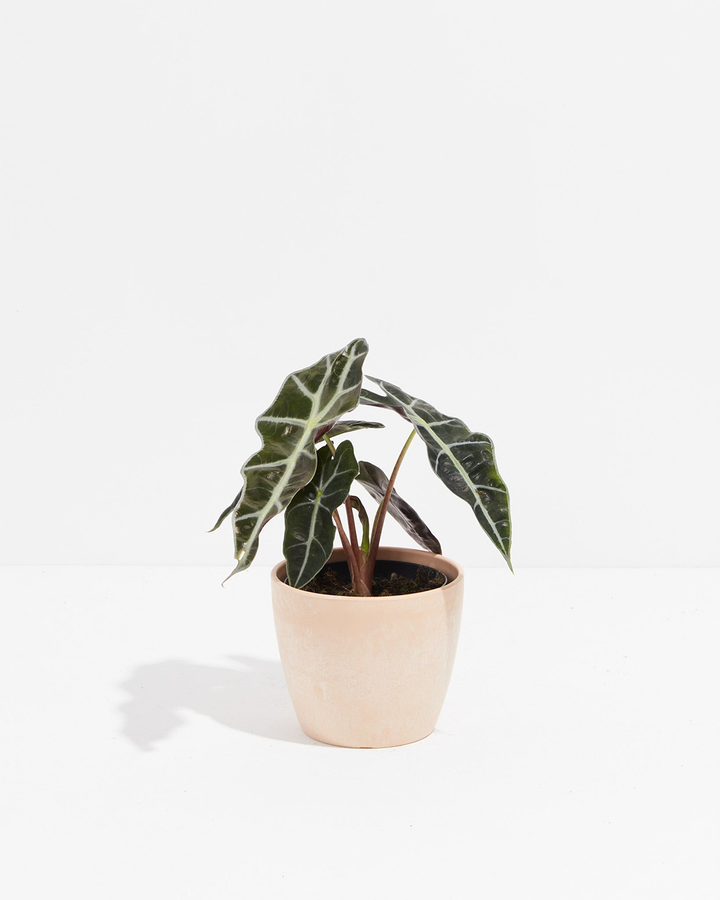 Young Alocasia Polly plant in 4-inch maca-colored ceramic pot featuring glossy deep green foliage with contrasting cream veins and burgundy petioles.