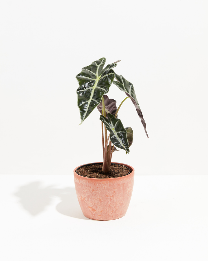 Alocasia Polly