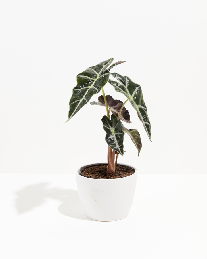 Alocasia Polly