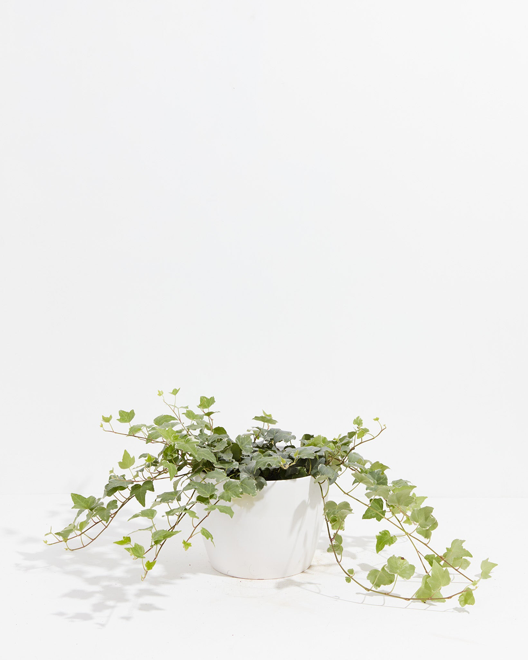 English Ivy Glacier