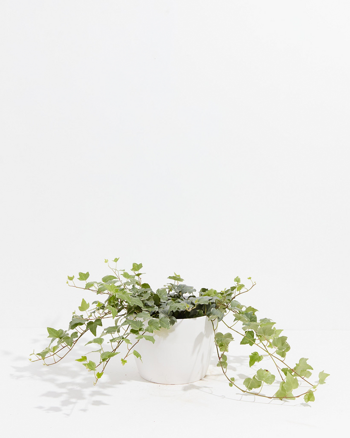 English Ivy Glacier