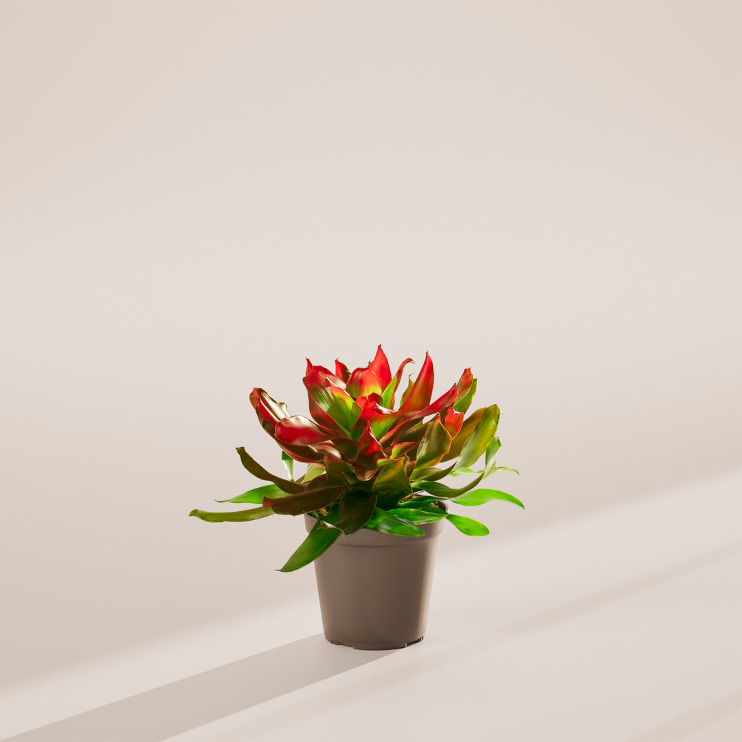 Bromeliad Neoregelia