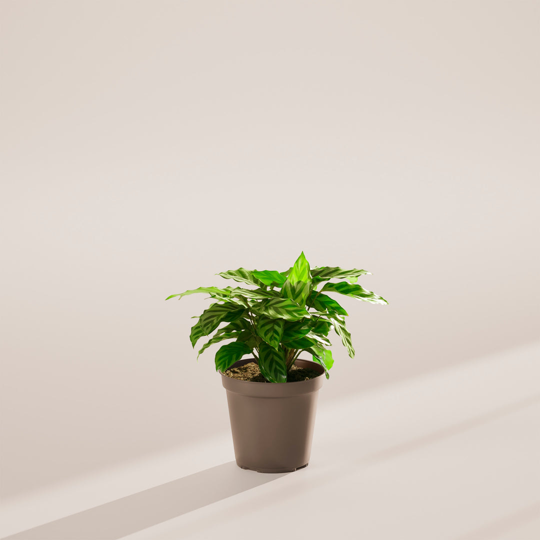 Calathea Concinna Freddie