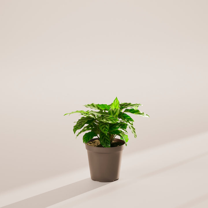 Calathea Concinna Freddie