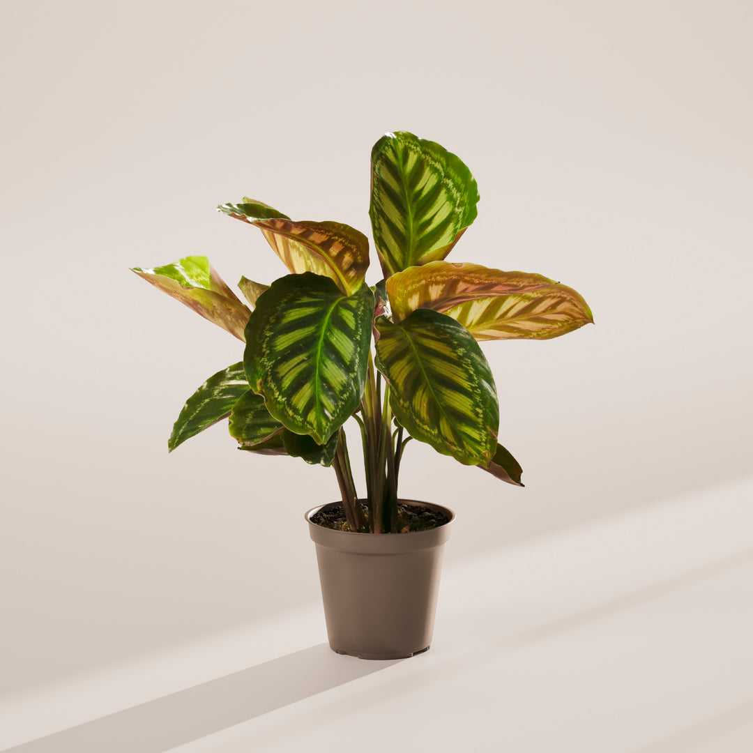 Calathea Flamestar