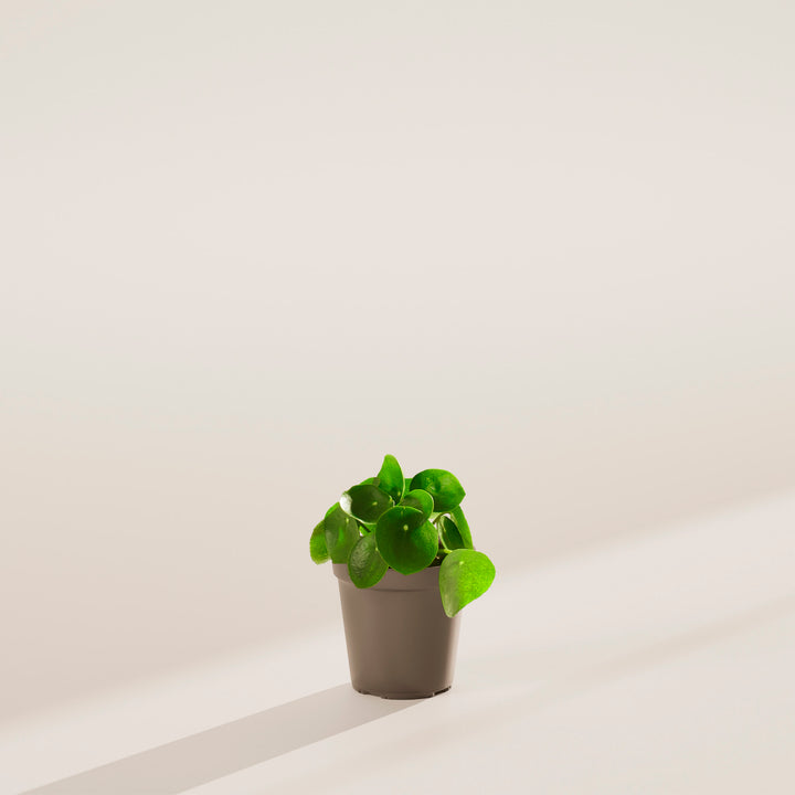 Chinese Money Plant (Pilea Peperomioides)