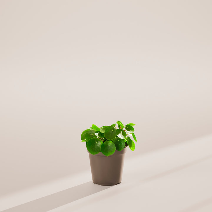 Chinese Money Plant (Pilea Peperomioides)