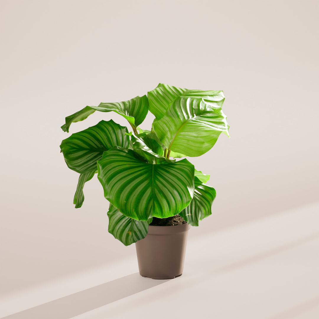 Calathea Orbifolia
