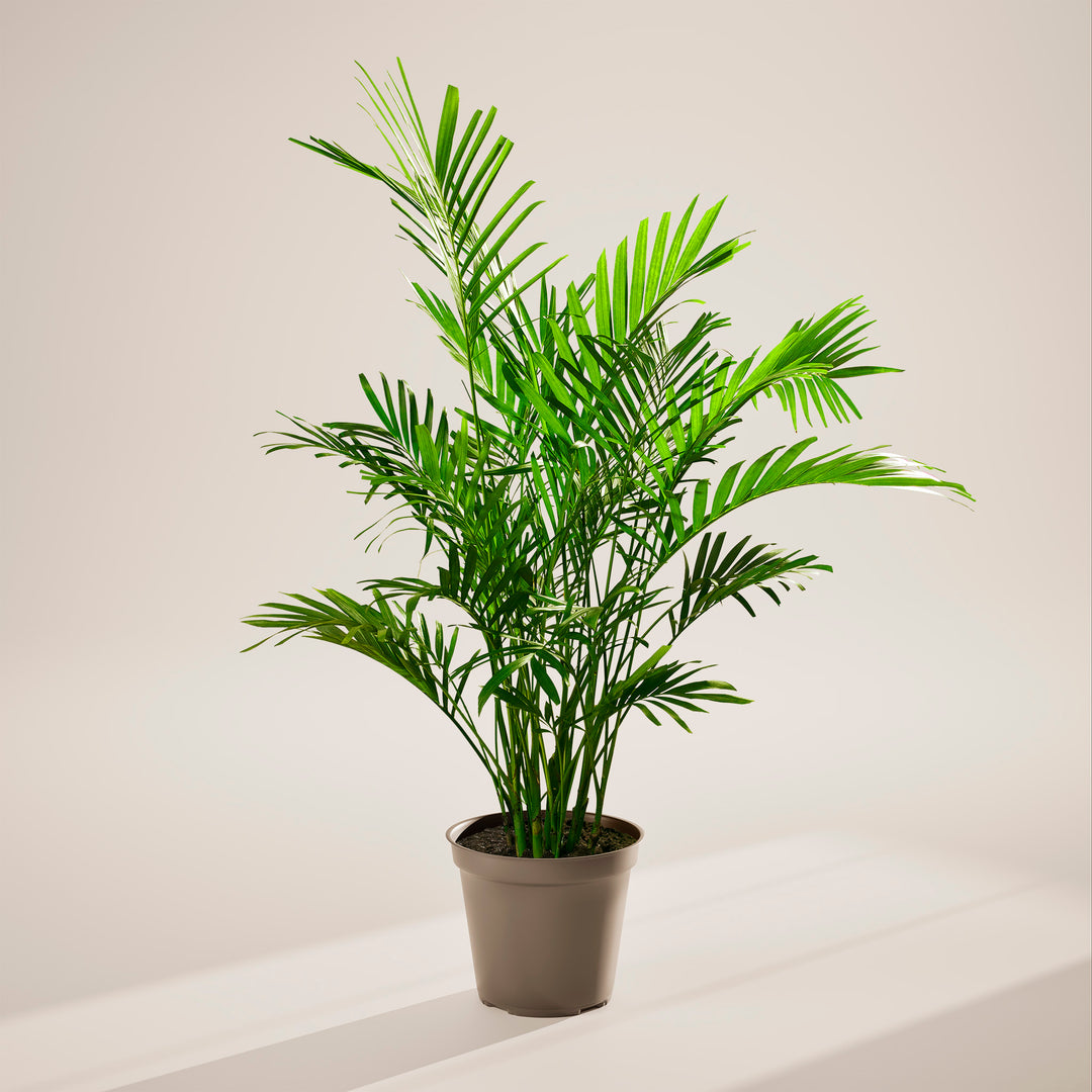 A full view of a Cat Palm plant featuring lush, arching green fronds, presented in a brown grower pot against a neutral-toned studio background with soft shadows.
