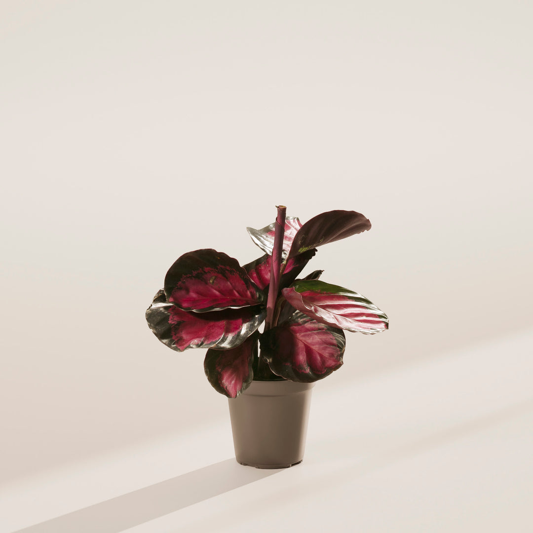 Calathea Crimson