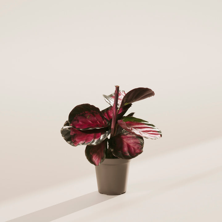Calathea Crimson