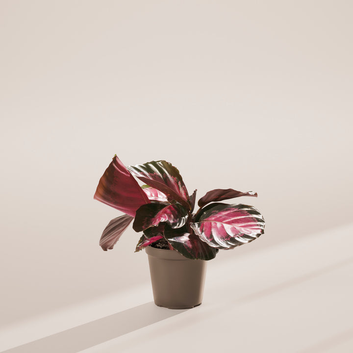 Calathea Crimson
