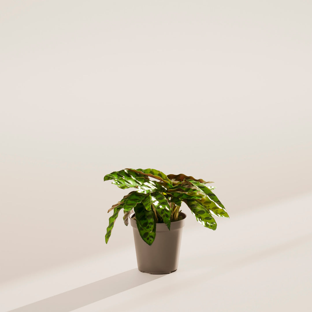 Calathea Rattlesnake