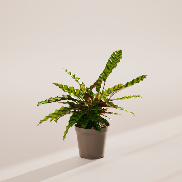 Calathea Rattlesnake