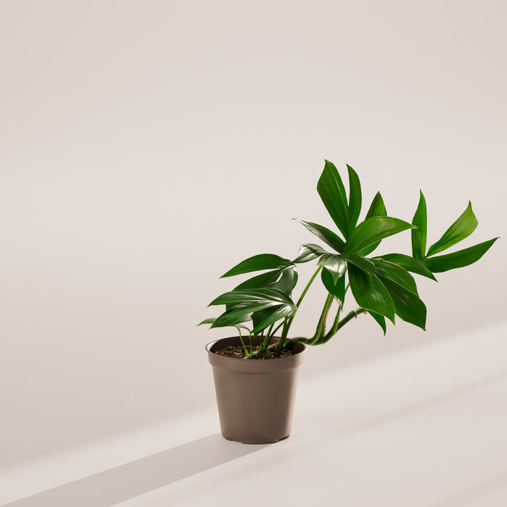 Rhaphidophora Decursiva (Dragon Tail Plant)