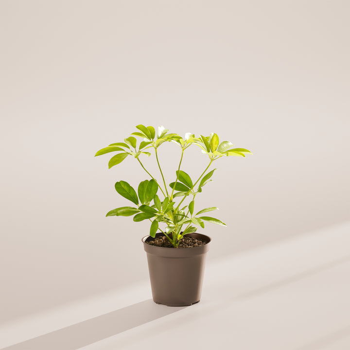 Dwarf Umbrella Tree (Schefflera Arboricola)