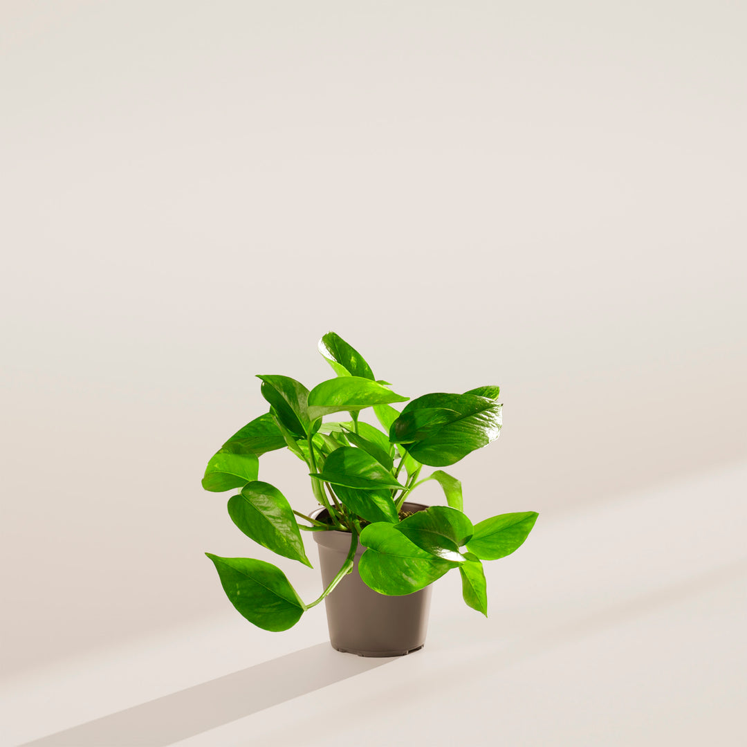 Golden Pothos Plant