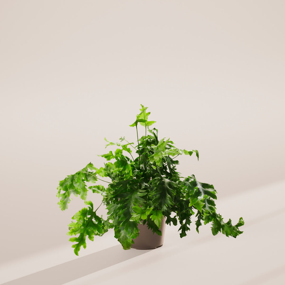 Blue Star Davana Fern