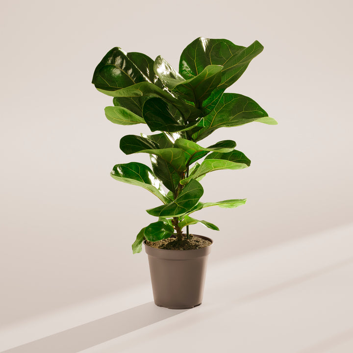 Fiddle Leaf Fig Tree (Ficus Lyrata)