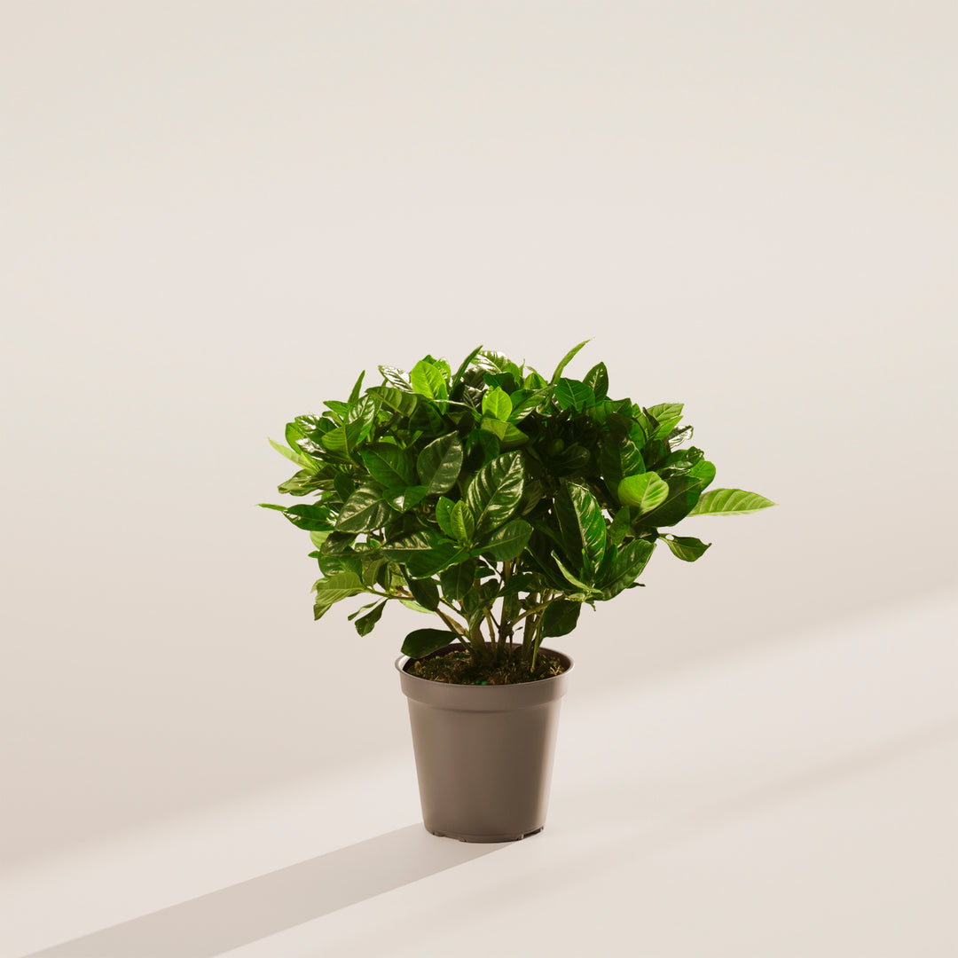 Gardenia Veitchii (Everblooming Gardenia)