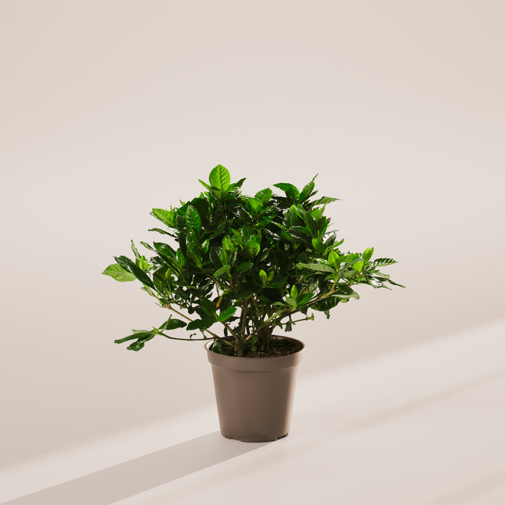 Gardenia Veitchii (Everblooming Gardenia)