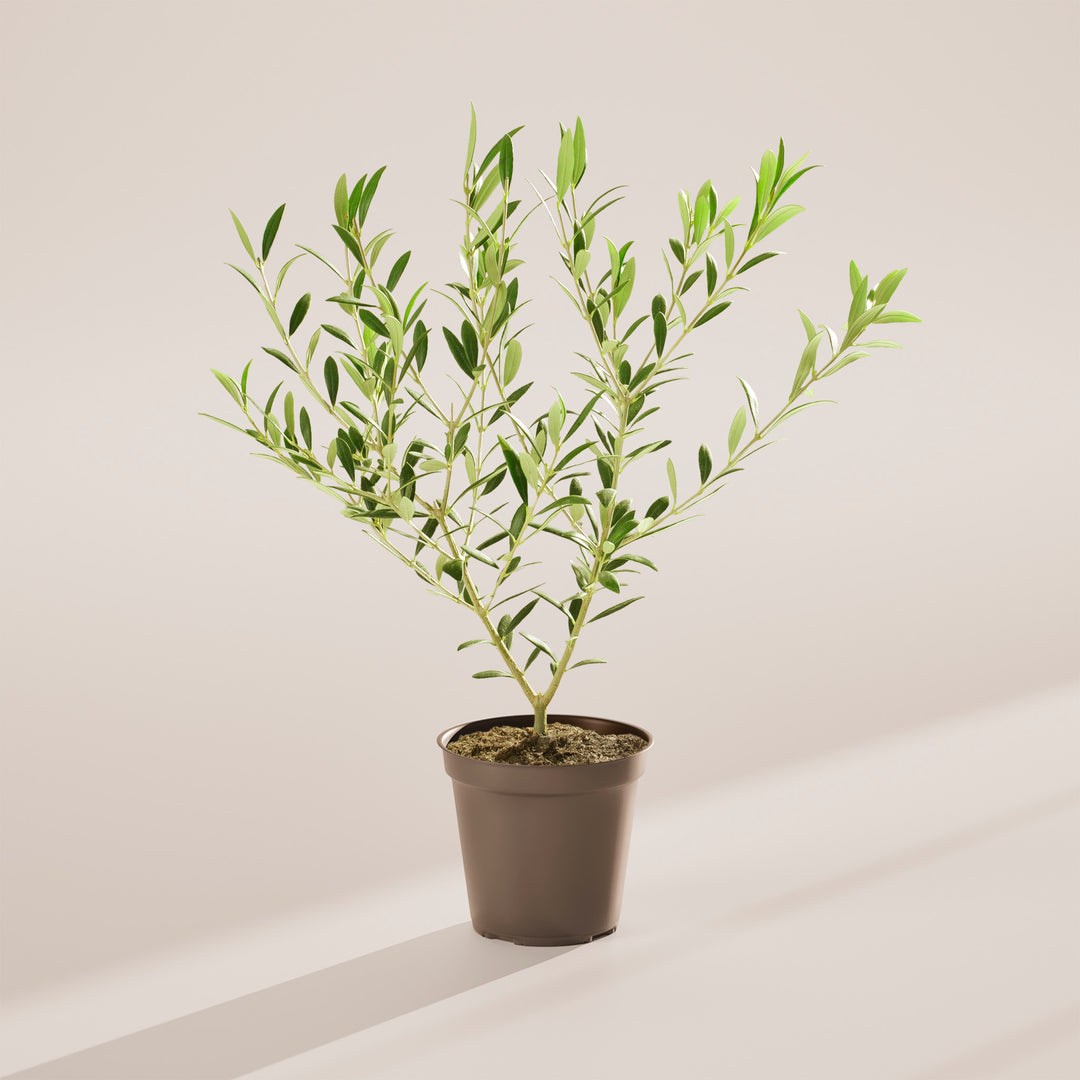 Potted plant with green leaves on a plain background.