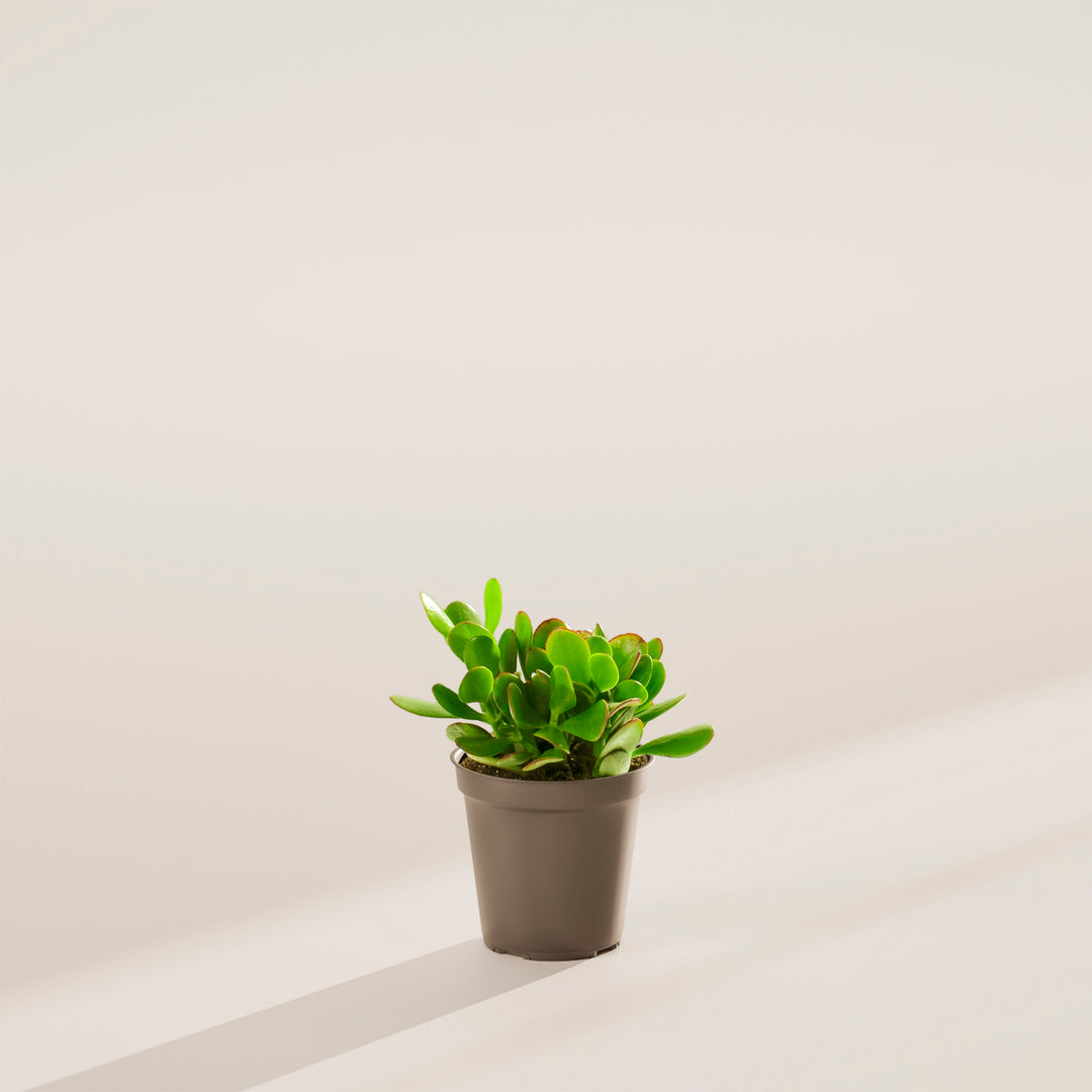 Jade Plant
