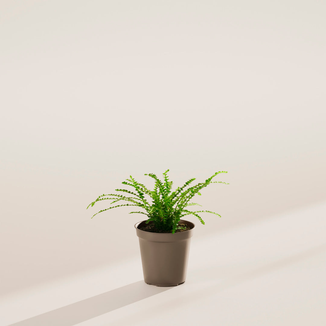 Lemon Button Fern