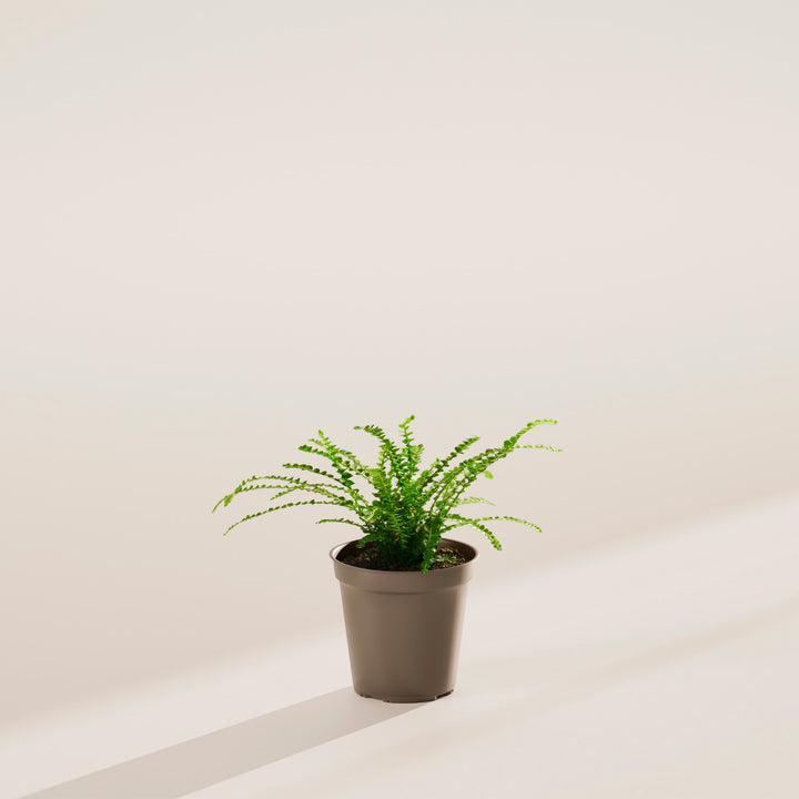 Lemon Button Fern