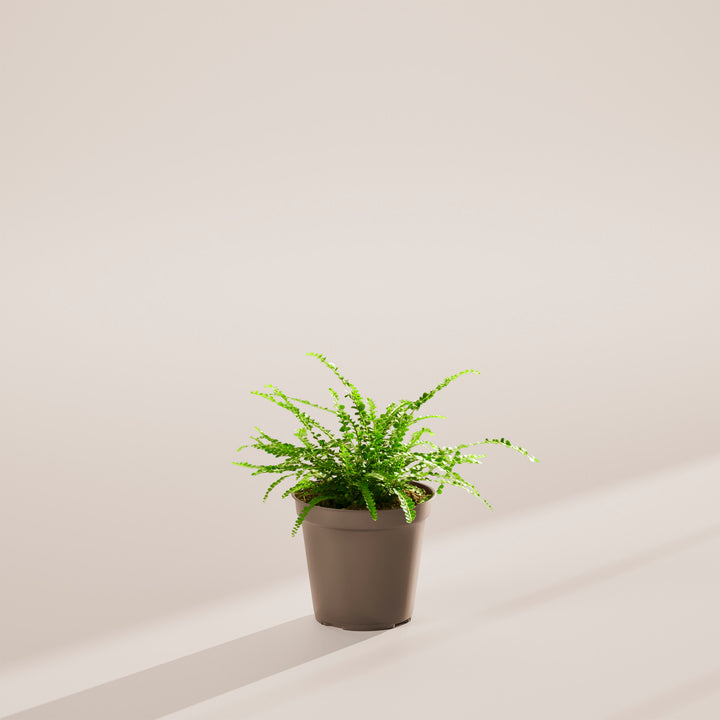 Lemon Button Fern