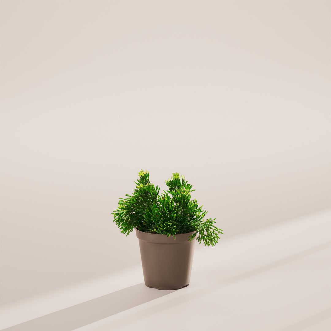 Mistletoe Cactus